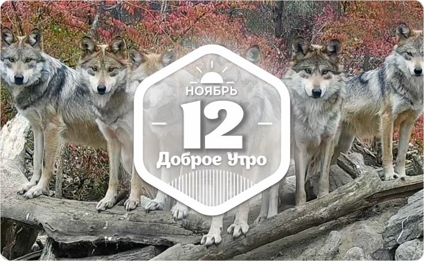 Волчье доброутреннее с конкурсом)