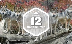 Волчье доброутреннее с конкурсом)