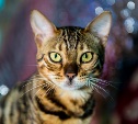 Международная выставка кошек 18 октября, КЛК "Авантаж" WCF. Взгляд со стороны