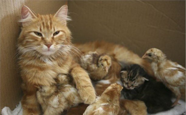 Беременная Кошка Фото
