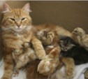 Беременная кошка: как не сойти с ума от счастья