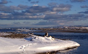 Птицы зимы...