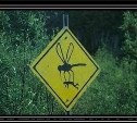 Силовики в Охе и комары Зика. Обзор околосахалинского интернета