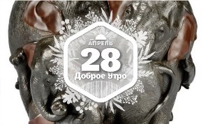 Слоны в доброутреннем с конкурсом)