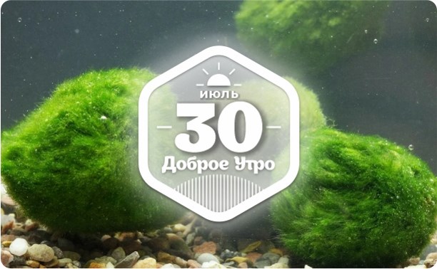 Мосс-шары в доброутреннем с конкурсом)