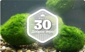 Мосс-шары в доброутреннем с конкурсом)