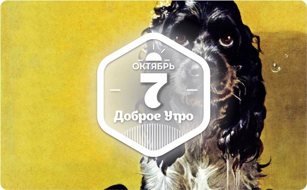 Спаниель Буч в доброутреннем с конкурсом)
