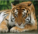 Водитель джипа сбил редкого уссурийского тигра на Сахалине