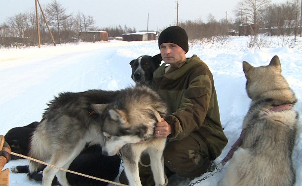 Уникальную породу ездовых собак пытаются возродить на севере Сахалина 
