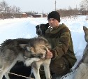 Уникальную породу ездовых собак пытаются возродить на севере Сахалина 