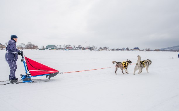 Гонки на собачьих упряжках. Снежный драйв Сахалина-2015