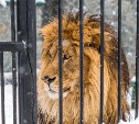 День рождения льва Лорда отметили в зооботаническом парке Южно-Сахалинска