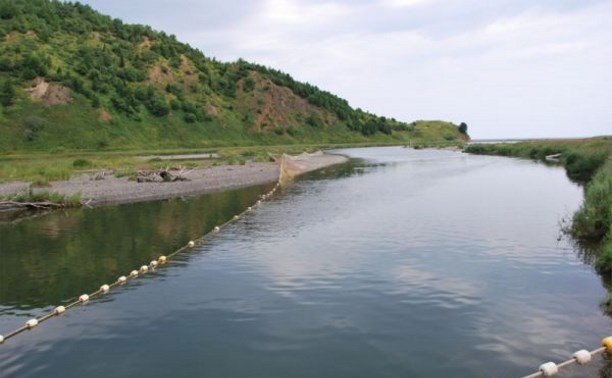 Нужны ли РУЗы на сахалинских реках и получим ли мы по "три хвоста на семью"? Мнения экспертов