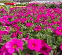 Цветочный роддом: как выращивают петунию и бархатцы для сахалинских клумб