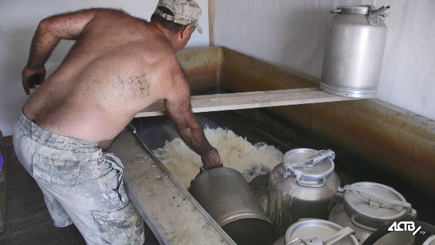 Слить в канализацию: у сахалинского фермера пропадает по 300-400 литров молока в день
