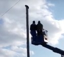 Кот в Южно-Сахалинске не смог самостоятельно слезть с электрического столба 