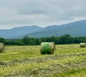 На Сахалине стартовала массовая кормозаготовка