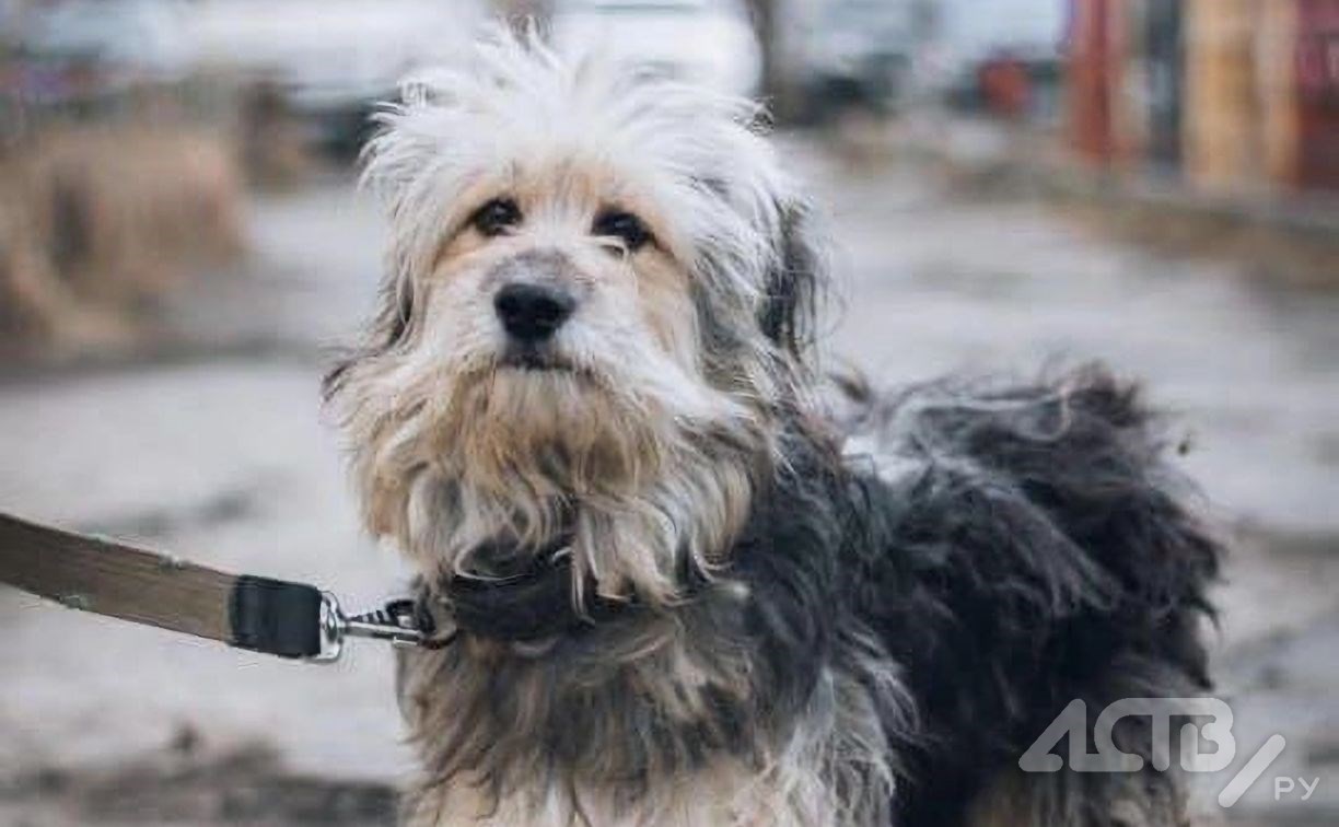 В Бурятии приняли закон, по которому безнадзорных собак будут усыплять через 30 дней после поимки