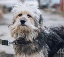 В Бурятии приняли закон, по которому безнадзорных собак будут усыплять через 30 дней после поимки