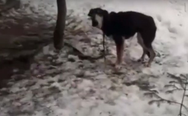 Волонтеры нашли хозяев "приюта" в Южно-Сахалинске, где в голодных муках погибли десятки собак