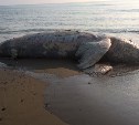 Тело морского животного выбросило на берег в районе Взморья