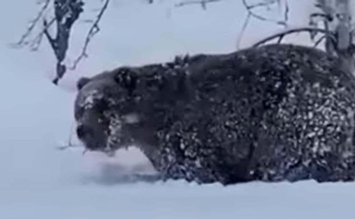 "Ну чё ты, иди ложись!": инспектор снял на видео здорового медведя