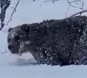"Ну чё ты, иди ложись!": инспектор снял на видео здорового медведя