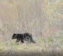 Отдыхающие, осторожней: медведица с двумя медвежатами гуляет во Взморье 