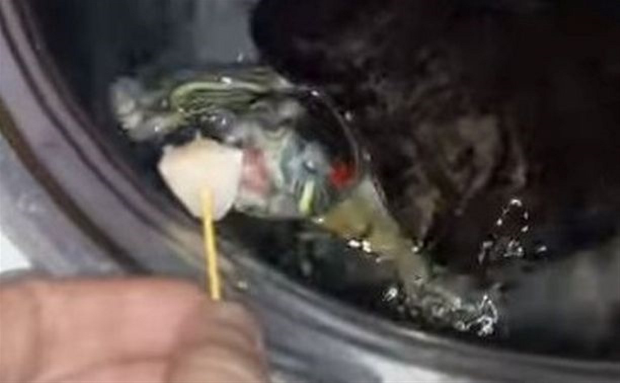 Сахалинец откармливает черепаху деликатесным морским гребешком
