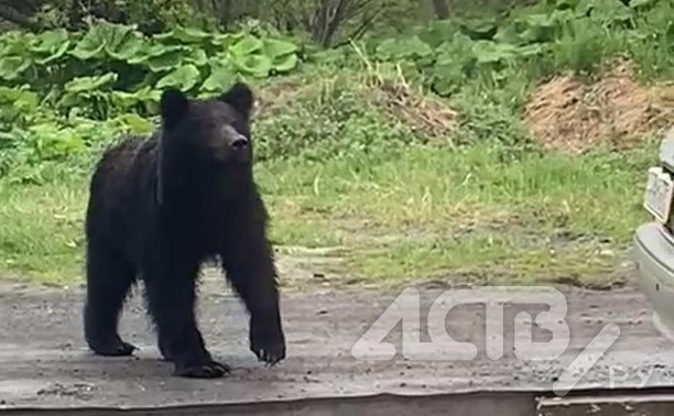 "Аж сердце колотится": сахалинцы сообщают о медведе, вышедшем к частным домам в Стародубском