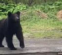 "Аж сердце колотится": сахалинцы сообщают о медведе, вышедшем к частным домам в Стародубском