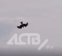 Упал камнем с неба: сахалинцы угостили рыбой орла