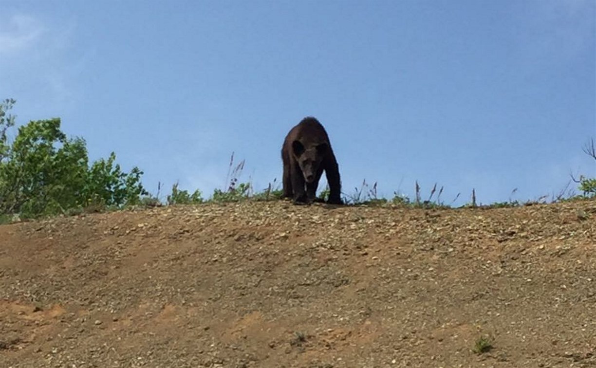 По Холмскому перевалу гуляет медвежонок 