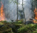 На Сахалине предупреждают, что леса могут загореться в четырёх районах 