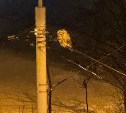 "Как с картинки": сидящая на проводах сова удивила южносахалинцев