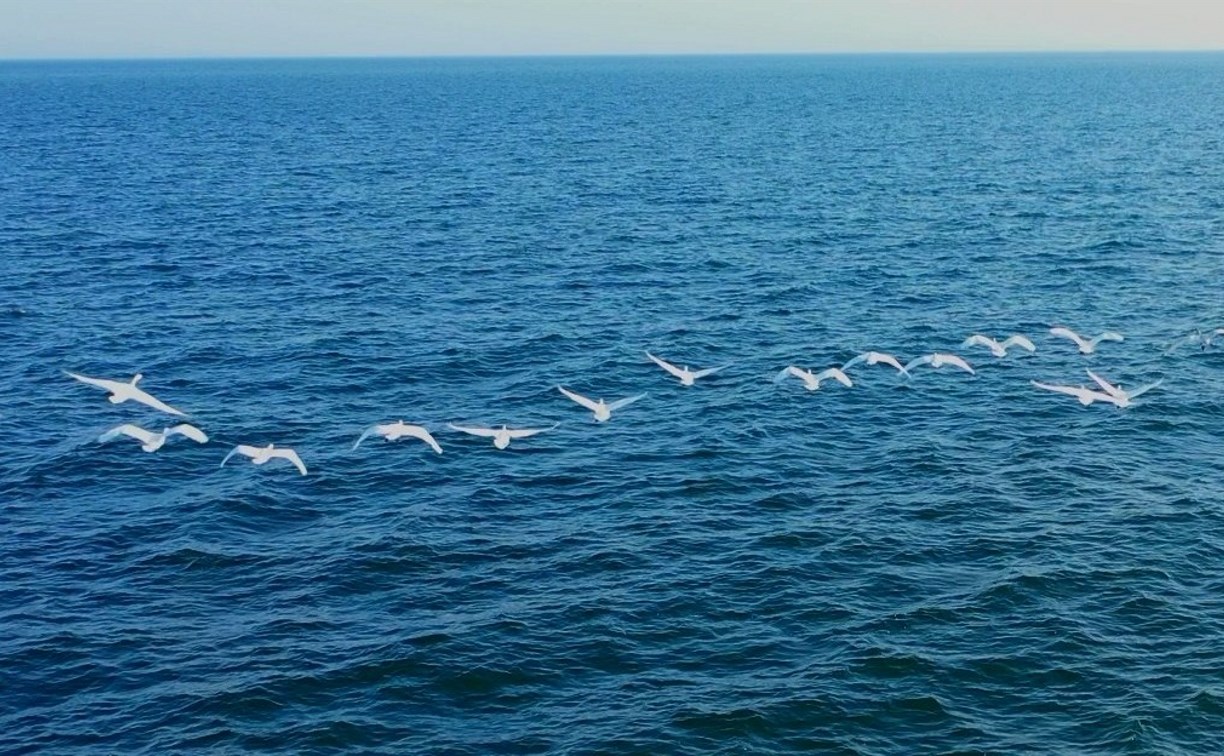 Над лебединой стаей: удивительное видео перелётных птиц снял сахалинец