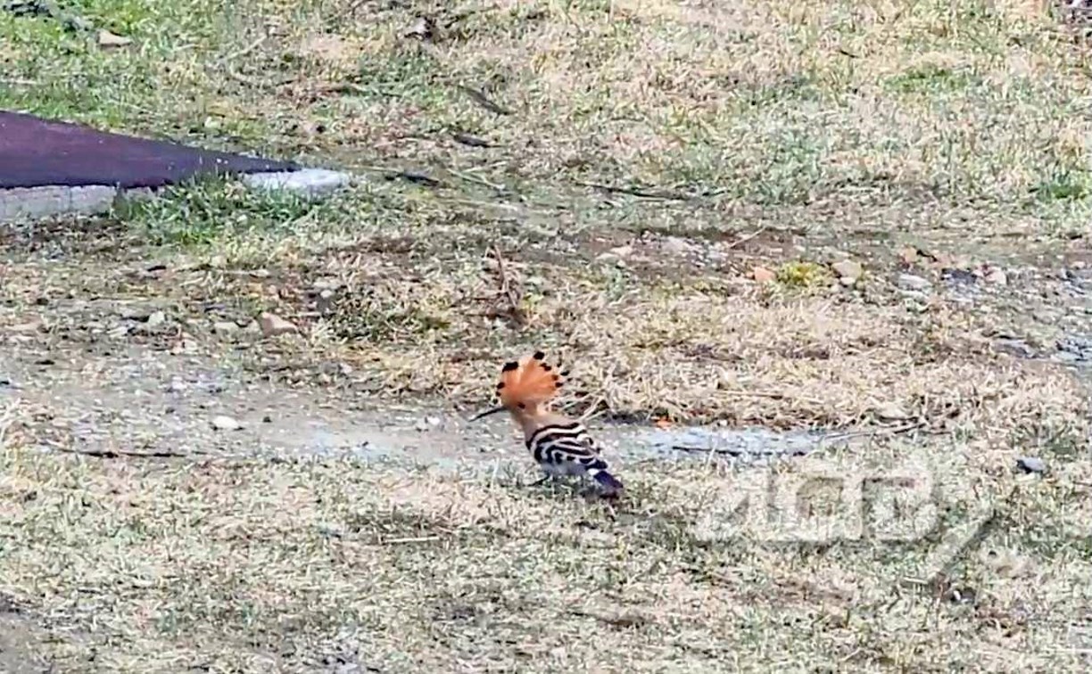 Очередного удода ветром занесло на Сахалин