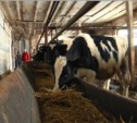 Коров сахалинского предприятия посадили на диету