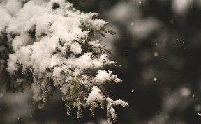 Общество