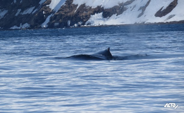 Горбатых китов заметили у берегов Парамушира
