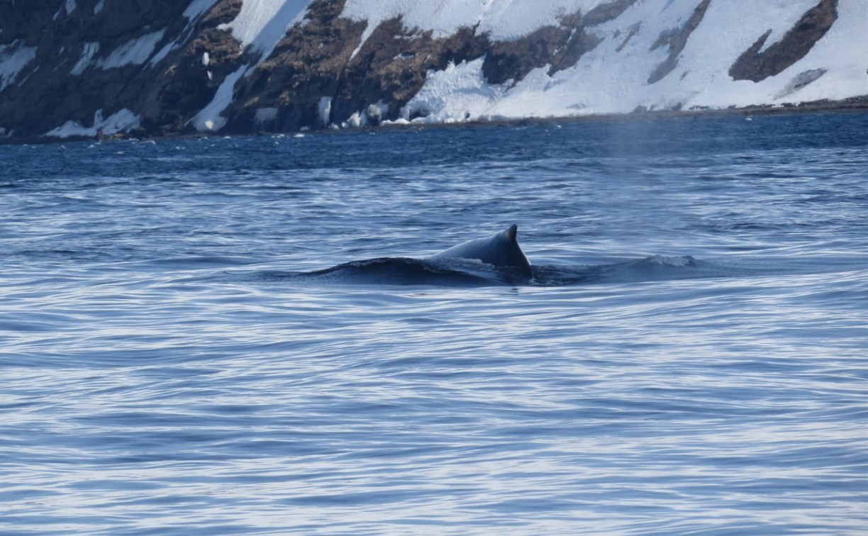 Горбатых китов заметили у берегов Парамушира