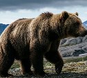 На Камчатке отстрелят 12 опасных медведей