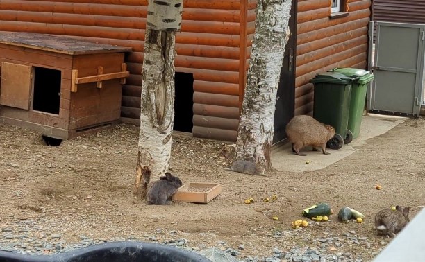 Капибару в сахалинском зоопарке уличили в хулиганстве и отправили в Дом кенгуру