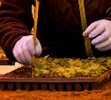 Взошли первые саженцы для озеленения Южно-Сахалинска-2025