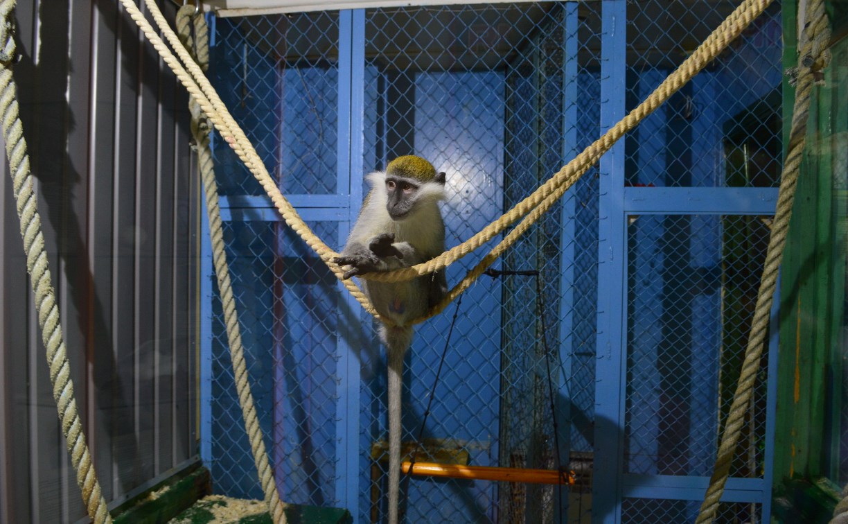 Как накормить обезьянку, расскажут сахалинцам в зоопарке