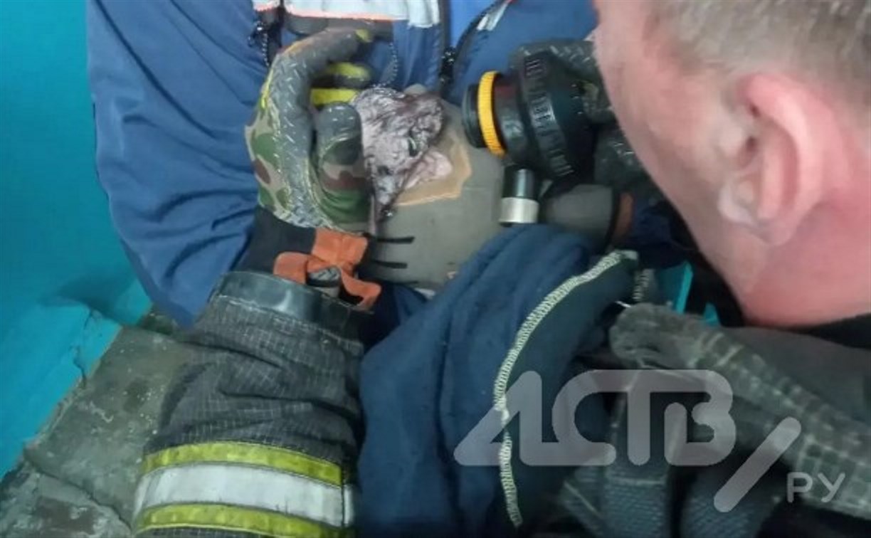 Кошку спасли при тушении пожара в Южно-Сахалинске
