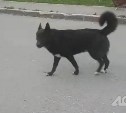 Местная жительница: стая собак по ночам с лаем носится по Поронайску
