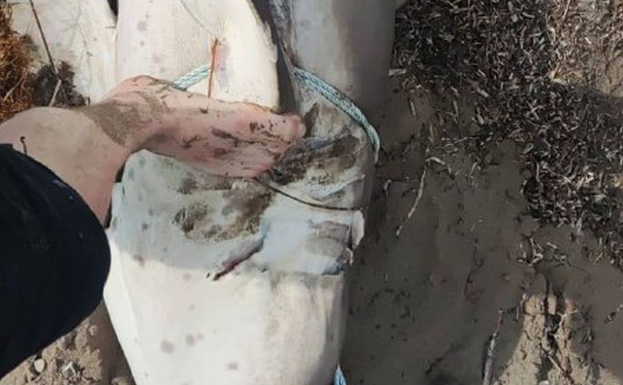Полутораметровая акула попалась рыбакам на западном побережье Сахалина