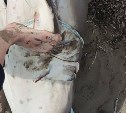 Полутораметровая акула попалась рыбакам на западном побережье Сахалина