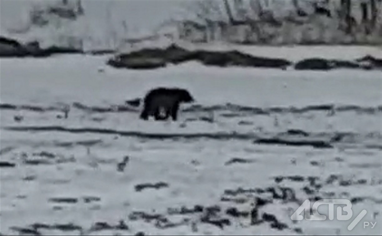 "Мы были в шоке": медведь вышел к людям на Сахалине
